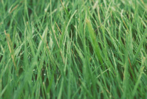 Green gras