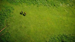 Green gras and horses